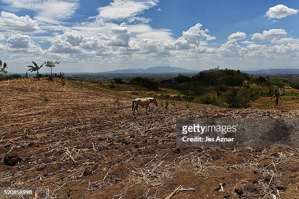Dried up corn field in Kabacan on April 9, 2016 in Cotabato, Mindanao, Philippines. The heatwave brought on by the El Nino weather phenomenon has...