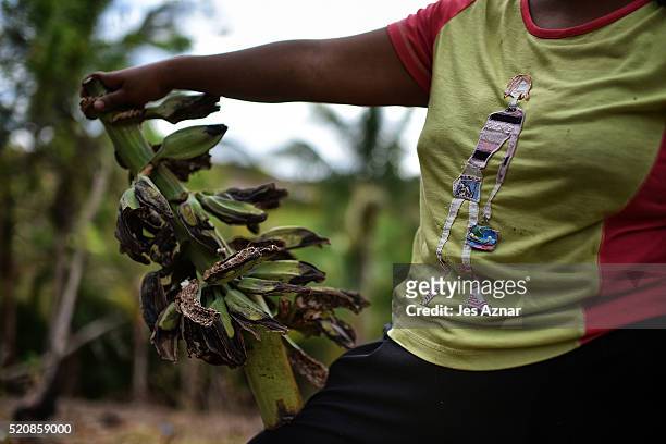 Juvy Manibo a farmer, holds a banana stalk that was eaten by rats and pests in their village in Kabacan on April 10, 2016 in Cotabato, Mindanao,...