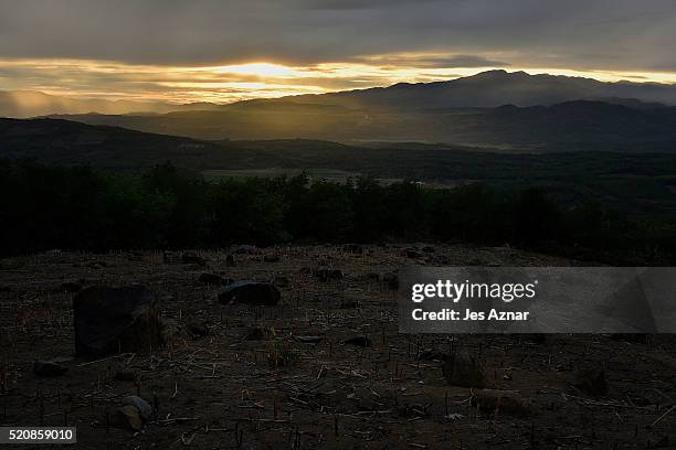 Dried up corn field in Kabacan on April 10, 2016 in Cotabato, Mindanao, Philippines. The heatwave brought on by the El Nino weather phenomenon has...