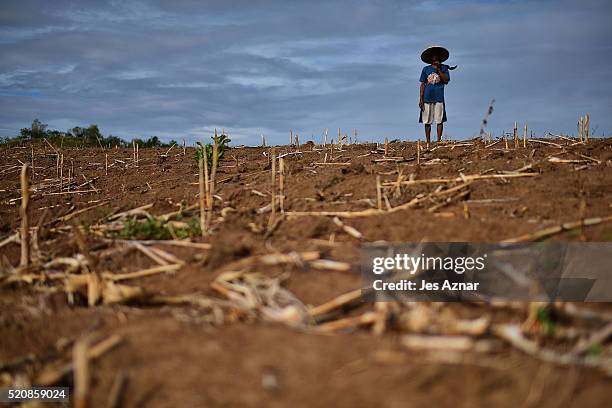 Farmer Felicito Tomas looks at his dried up corn field in the agricultural mountain area of Kabacan on April 10, 2016 in Cotabato, Mindanao,...