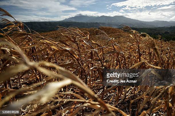 Dried up corn field in Arakan on April 8, 2016 in Cotabato, Mindanao, Philippines. The heatwave brought on by the El Nino weather phenomenon has...