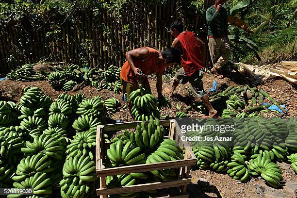 Bananas are loaded into crates by workers in Magpet on April 7, 2016 in Cotabato, Mindanao, Philippines. As most parts of the Philippines suffering...