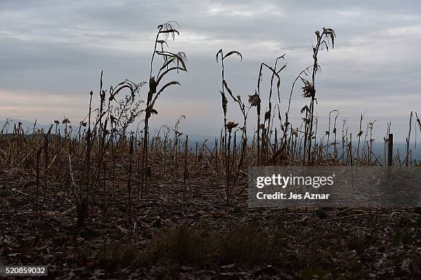 Dried up corn field in Kabacan on April 10, 2016 in Cotabato, Mindanao, Philippines. The heatwave brought on by the El Nino weather phenomenon has...