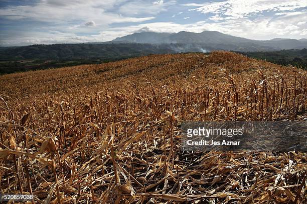 Dried up corn field in Arakan on April 8, 2016 in Cotabato, Mindanao, Philippines. The heatwave brought on by the El Nino weather phenomenon has...