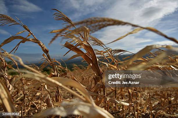 Dried up and unharvested corn plants in Arakan Valley on April 8, 2016 in Cotabato, Mindanao, Philippines. The heatwave brought on by the El Nino...
