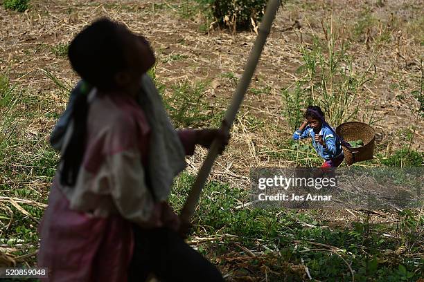 Ivy Erames and her daughter Genevie forage for fruits and and other edible plants around their village in Kabuling, Kabacan on April 10, 2016 in...