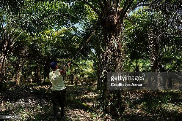 Worker collects the fruit of a palm tree in Kidapawan city on April 7, 2016 in Cotabato, Mindanao, Philippines. With a dwindling bioderversity,...