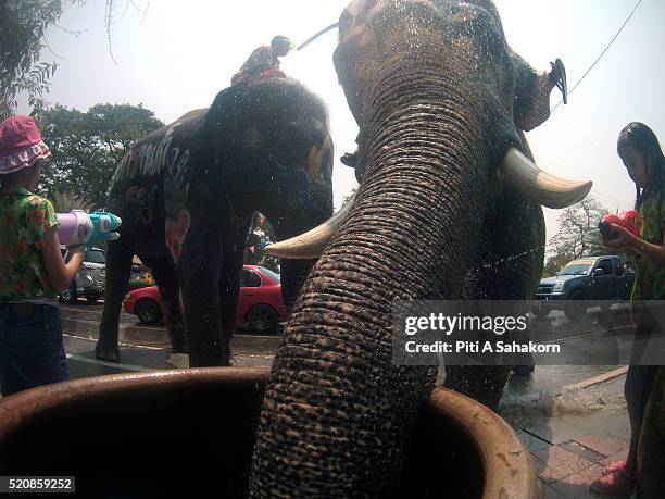 Thai elephant draining water from big water jar to celebrate Songkran festival 2016 in Ayutthaya. .