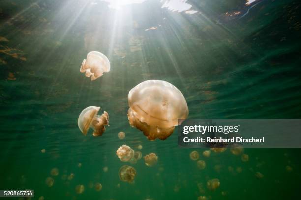 endemic mastigias jellyfish, mastigias papua etpisonii, jellyfish lake, micronesia, palau - freshwater jellyfish stock pictures, royalty-free photos & images