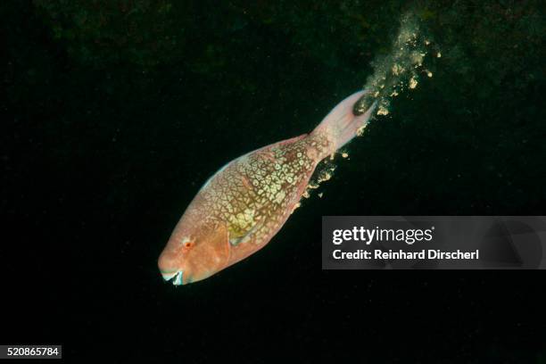 defecating redlip parrotfish, scarus rubrovioleaceus, himendhoo thila, north ari atoll, maldives - ブダイ ストックフォトと画像