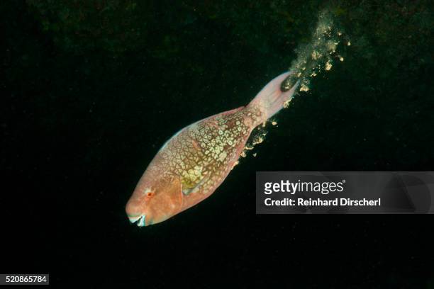 defecating redlip parrotfish, scarus rubrovioleaceus, himendhoo thila, north ari atoll, maldives - parrotfish imagens e fotografias de stock