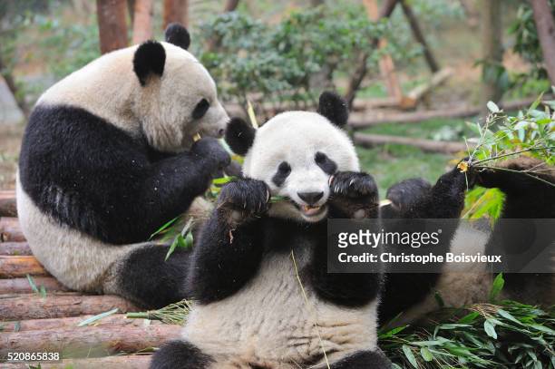 bifengxia panda base - pandas photos et images de collection