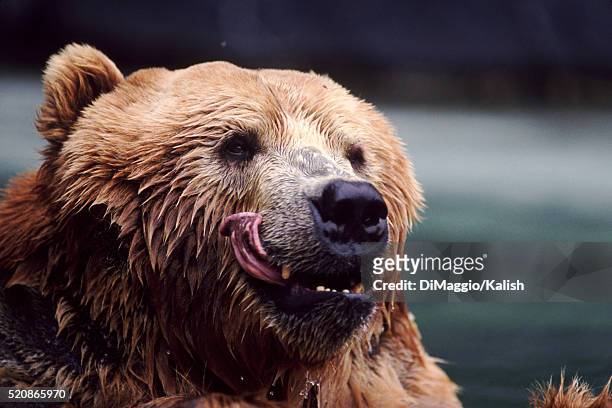 4,004 Funny Bear Photos and Premium High Res Pictures - Getty Images