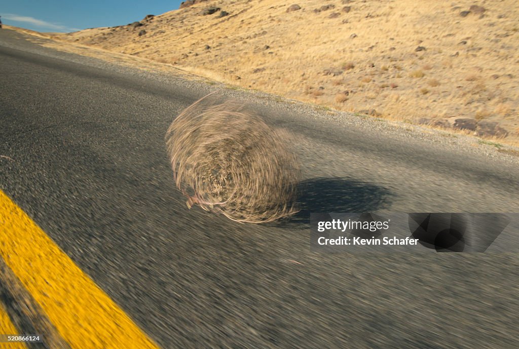 Tumbleweed (Prickly Russian Thistle) (Salsola tragus) Idaho