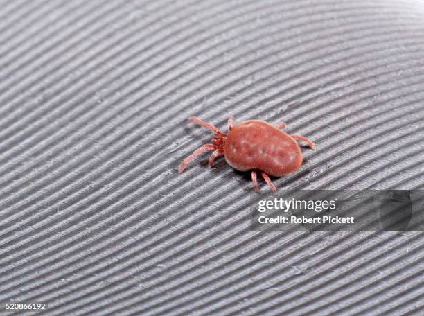 red spider mite, tetranychus urticae, uk - spider mites stock pictures, royalty-free photos & images