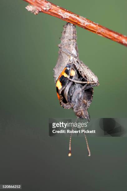 small tortoiseshell butterfly, aglais urticae, hatching, uk - butterfly cacoon stock pictures, royalty-free photos & images