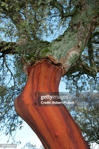cork oak tree, quercus suber, spain - cork tree fotografías e imágenes de stock