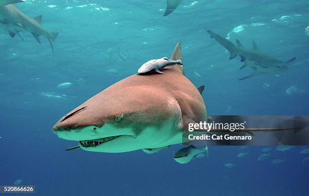 lemon shark with remora - lemon shark stock pictures, royalty-free photos & images