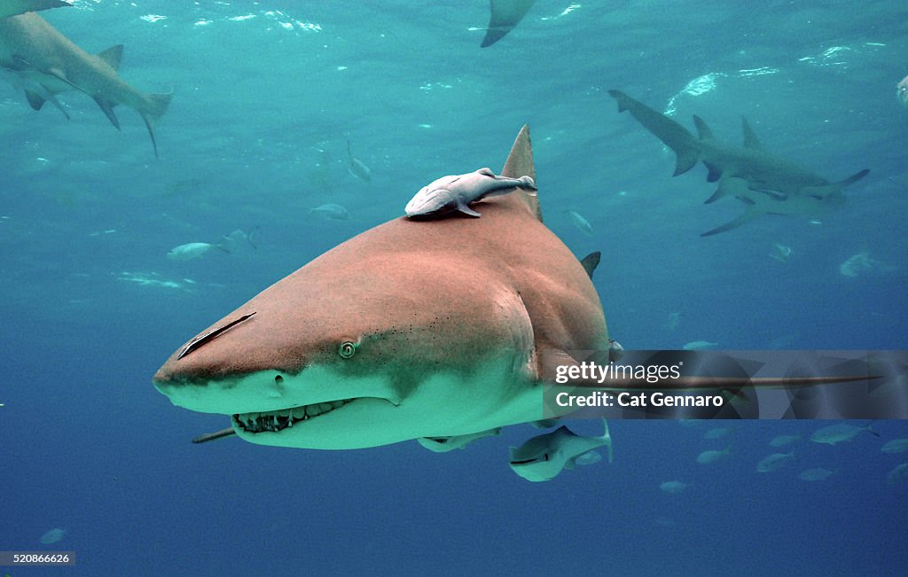 Lemon Shark with Remora