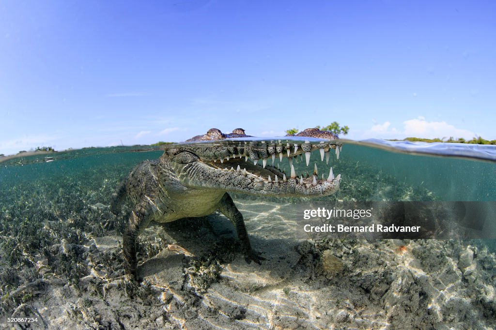 Saltwater crocodile at the surface in the mangrove