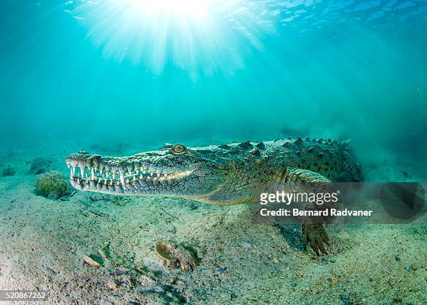 saltwater crocodile underwater - australian saltwater crocodile ストックフォトと画像
