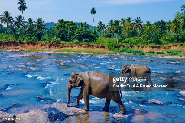 sri lanka, pinnawela elephant orphanage - sri lanka elephant stock pictures, royalty-free photos & images