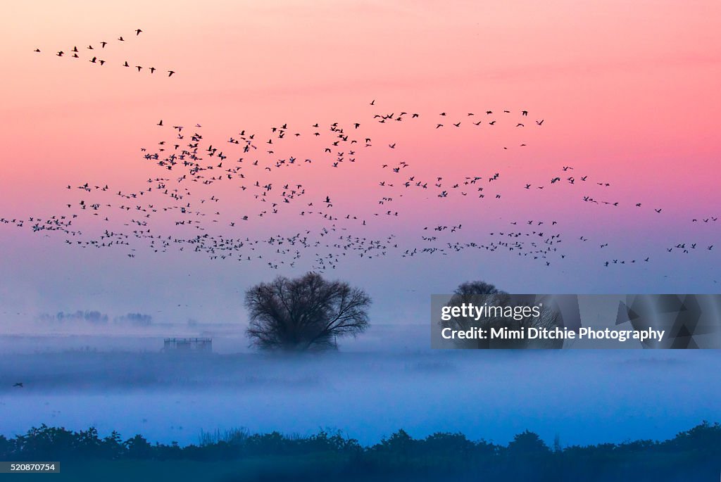 Foggy Sunrise