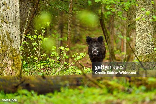 wild boar, sus scrofa - wildschwein stock-fotos und bilder