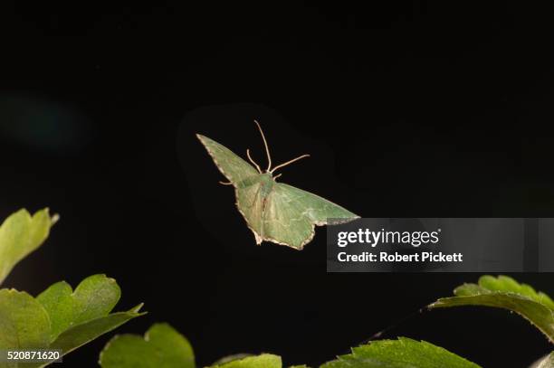 common emerald moth, hemithea aestivaria, kent, uk - moth stock pictures, royalty-free photos & images