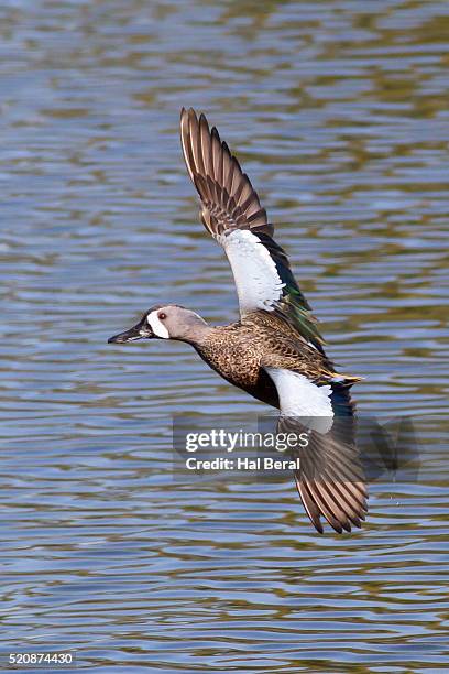blue-winged teal drake in flight - teal anas discors birds stock pictures, royalty-free photos & images