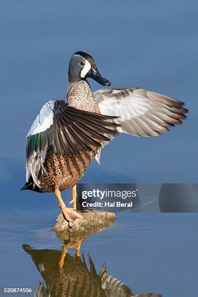 blue-winged teal drake flapping it's wings - teal anas discors birds stock pictures, royalty-free photos & images
