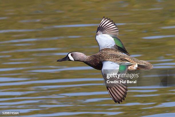 blue-winged teal drake flys - teal anas discors birds stock pictures, royalty-free photos & images