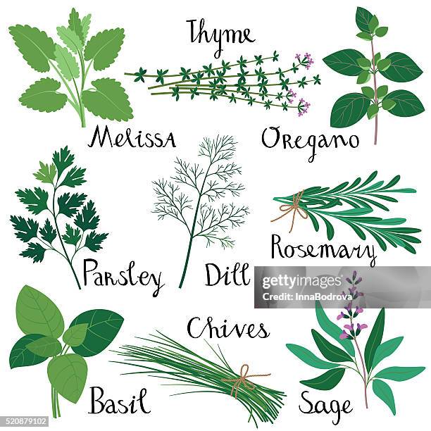 stockillustraties, clipart, cartoons en iconen met set of fresh herbs. - kruidengeneeskunde