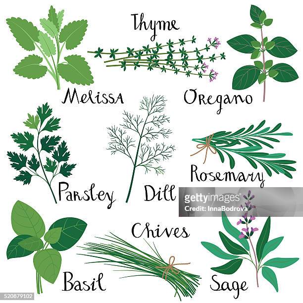 set of fresh herbs. - oregano 幅插畫檔、美工圖案、卡通及圖標