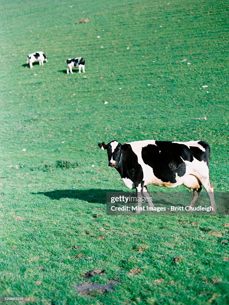 Three cows in a field, one with its head lifted looking around.