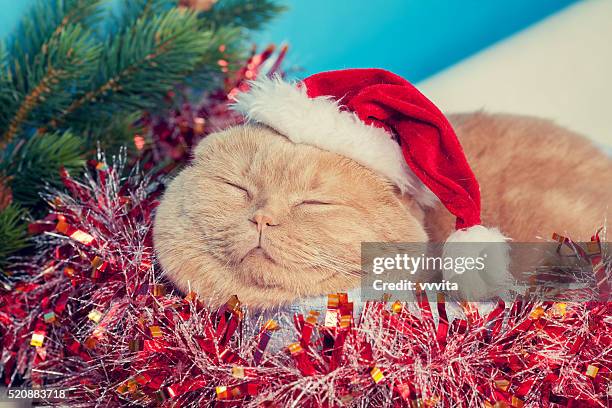 Cat wearing santa hat sleeping in a basket