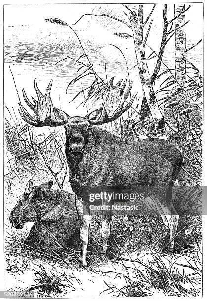stockillustraties, clipart, cartoons en iconen met moose or eurasian elk (alces alces) - elk