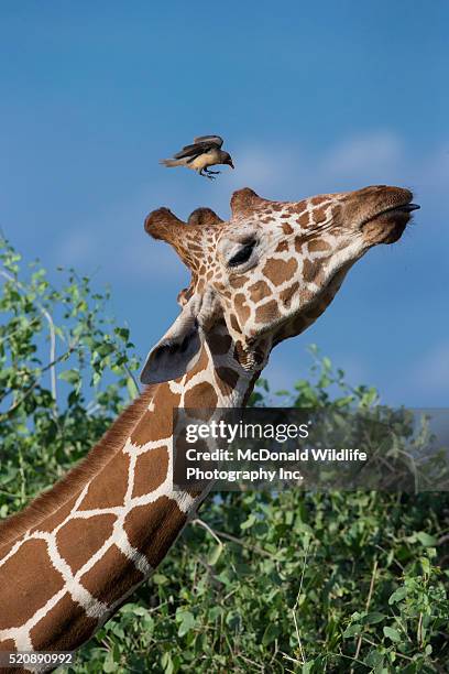 reticulated giraffe in samburu - giraffe stock pictures, royalty-free photos & images