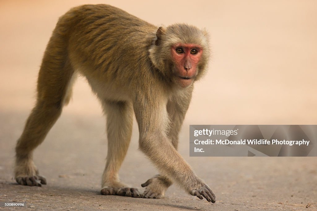 Blogspot Rhesus Macaque Rhesus Macaque High-Res Stock Photo - Getty Images