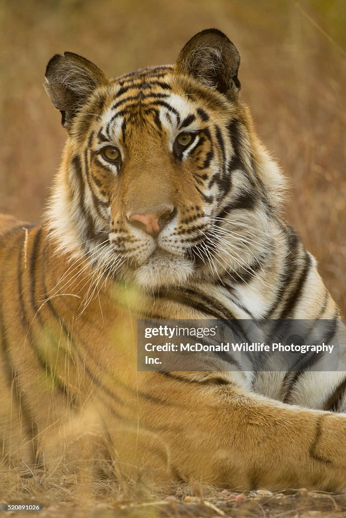 Bengal Tiger Resting