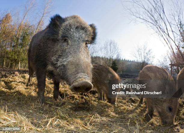 wild boar , sus scrofa, germany, bavaria - wild boar stock-fotos und bilder