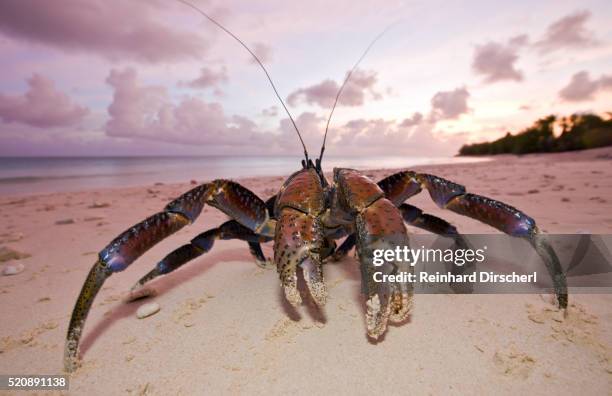 coconut crab, robber crab at bikini beach, birgus latro, marshall islands, bikini atoll, micronesia - test nucleare foto e immagini stock