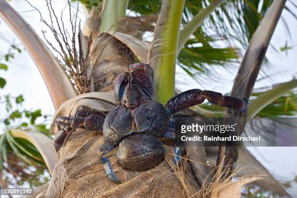 coconut crab, robber crab at bikini beach, birgus latro, marshall islands, bikini atoll, micronesia - coconut crab stock pictures, royalty-free photos & images