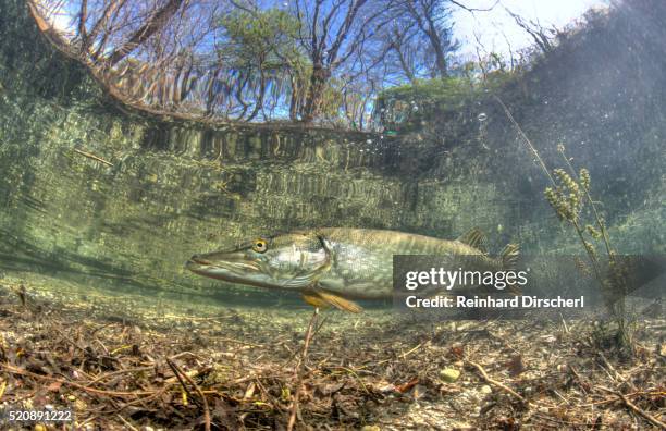 northern pike, esox lucius, germany, echinger weiher lake, munich, bavaria - pike stock pictures, royalty-free photos & images