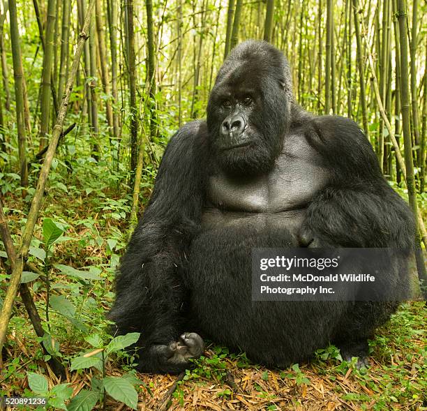 mountain gorilla - mountain gorilla stock pictures, royalty-free photos & images