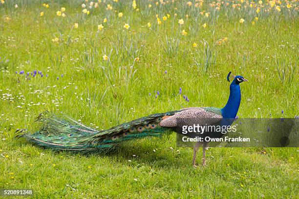 a peacock in a park in paris - peacock stock pictures, royalty-free photos & images