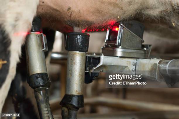 automatic milking robot / mechanical milker - milking farm stock-fotos und bilder