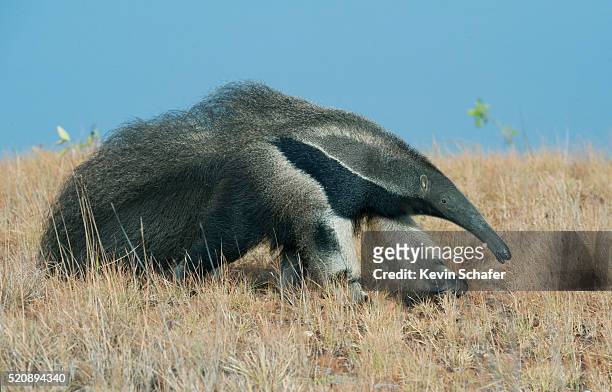 giant anteater (myrmecophaga tridactyla) rupununi savannah, karanambu ranch, guyana wild - großer ameisenbär stock-fotos und bilder
