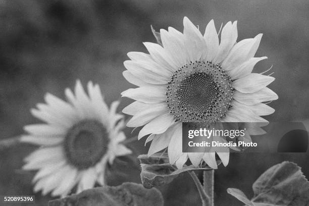 sunflower field near pune, maharashtra, india, asia, 1978 - 1978 imagens e fotografias de stock