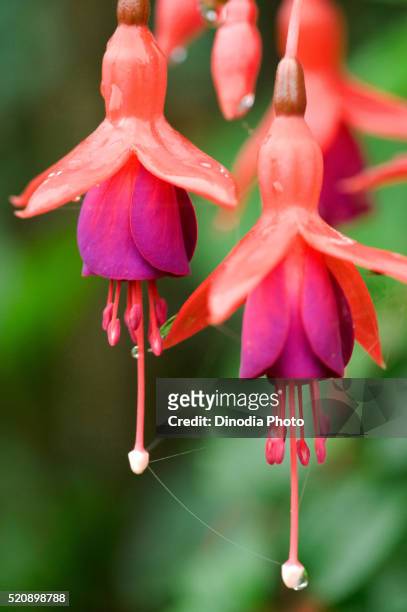 fuchsia flower - fuchsia flower stock pictures, royalty-free photos & images